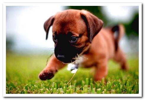 puppy playing