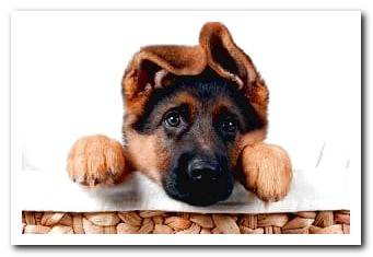 German shepherd