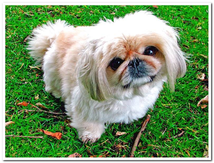 Pekingese-playing-in-the-garden