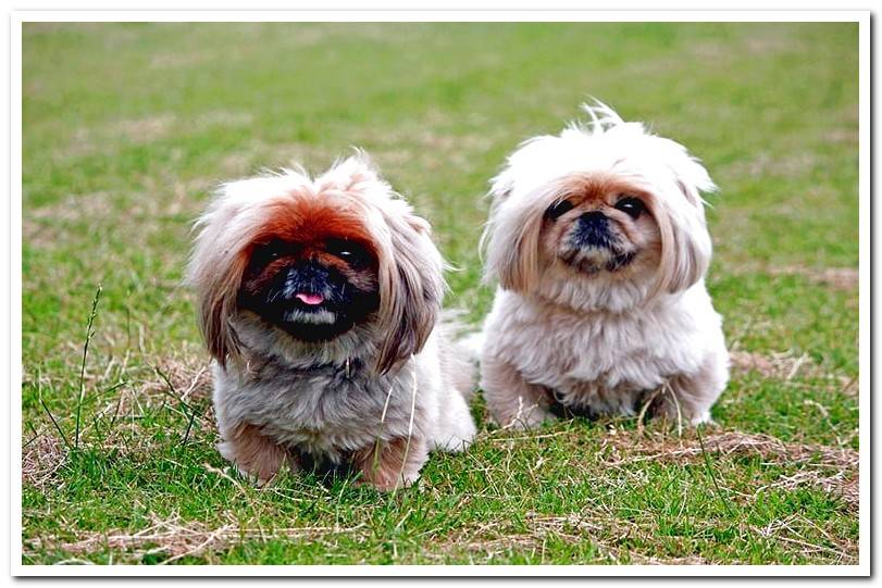 Pekingese