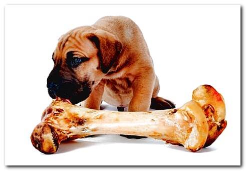 dog licking ham bone