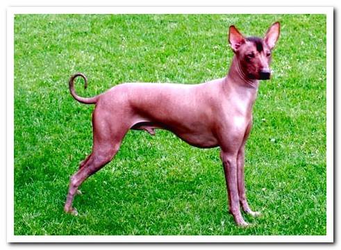 Peruvian hairless dog