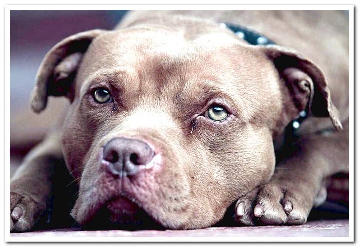 Pit bull