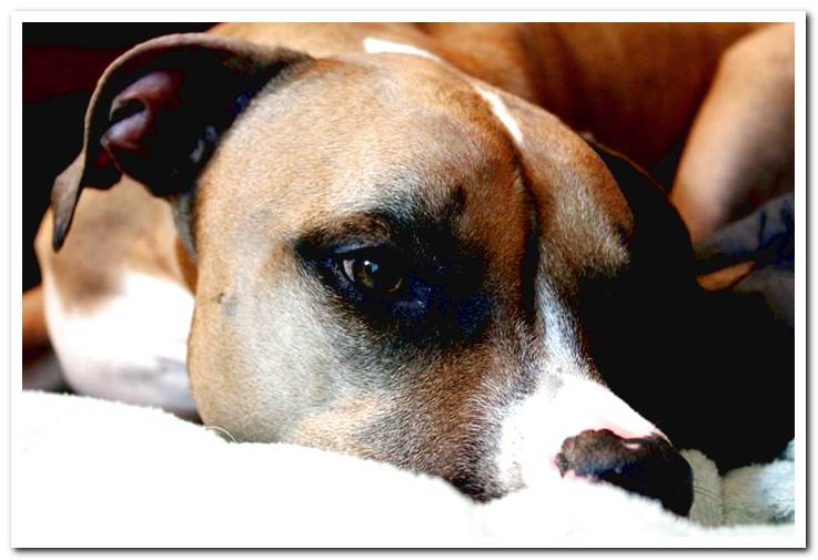 Dog-of-breed-Pitbull-resting