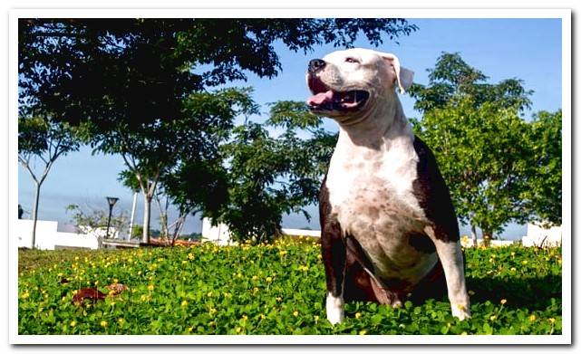 Pitbull colby as guard dog