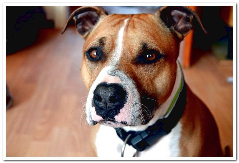APBT dog