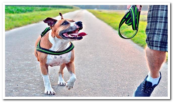 American Pitbull terrier walking with its owner
