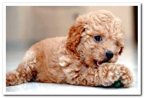 poodle puppy