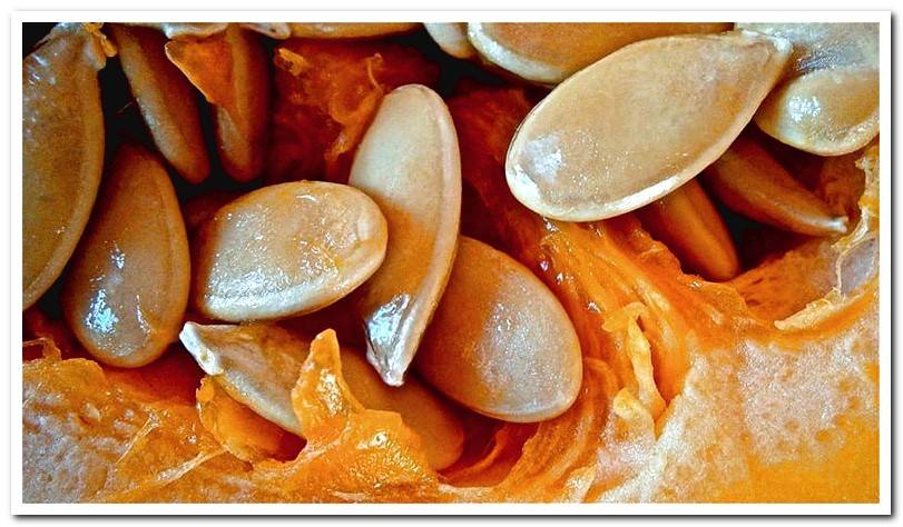 Pumpkin seeds