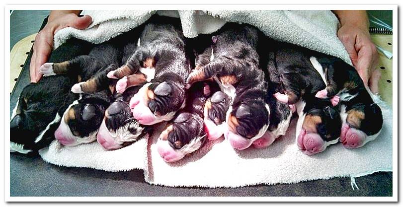 Puppies-born-by-cesarean