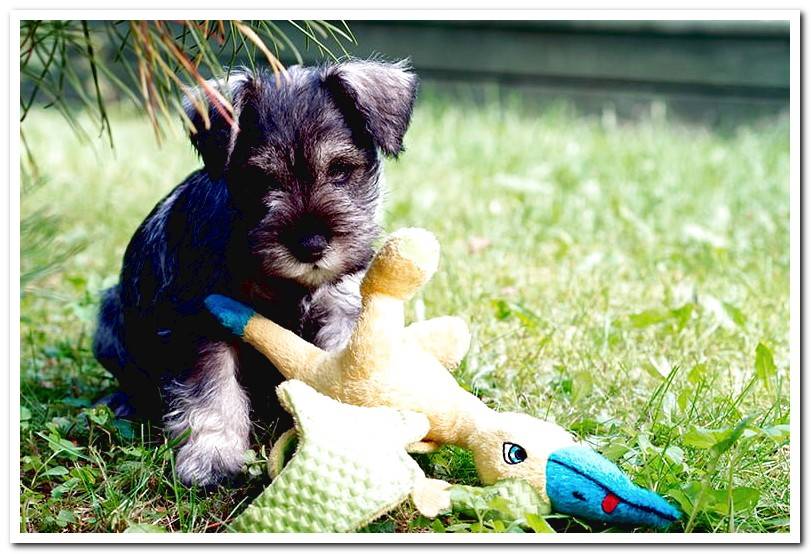 Schnauzer-miniature-puppy-next-to-a-toy-duckling