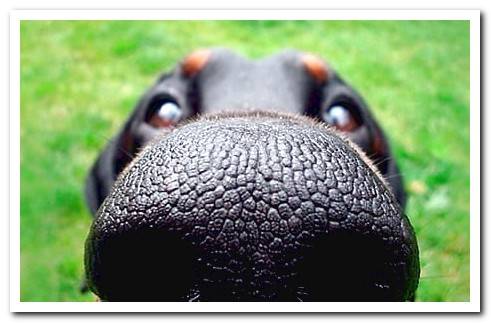 Dog using olfactory memory