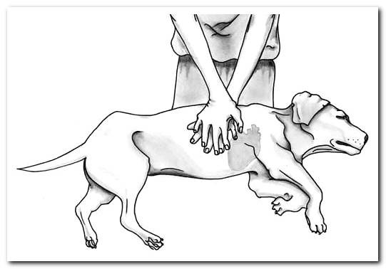 When and how to do CPR on a dog (Cardiopulmonary resuscitation)