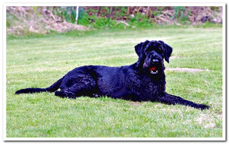 Riesenschnauzer-lying-on-the-grass