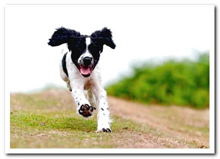 running dog draws attention