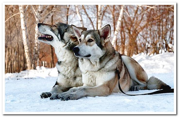 couple-of-dogs-of-Saarloos