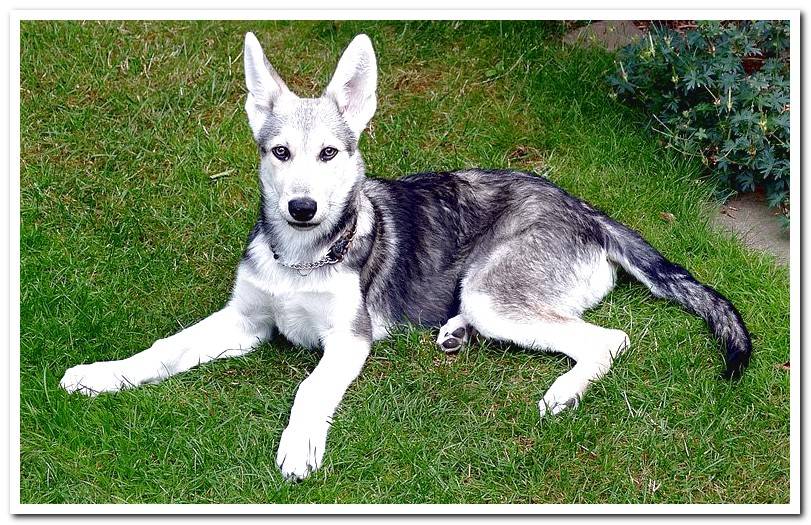 Saarloos Wolfdog Puppy