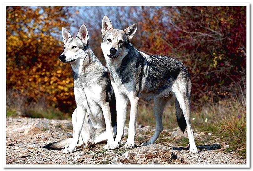 Wolf-dog-of-Saarloos