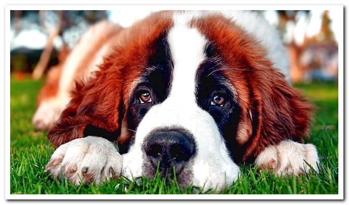 puppy of Saint Bernard dog