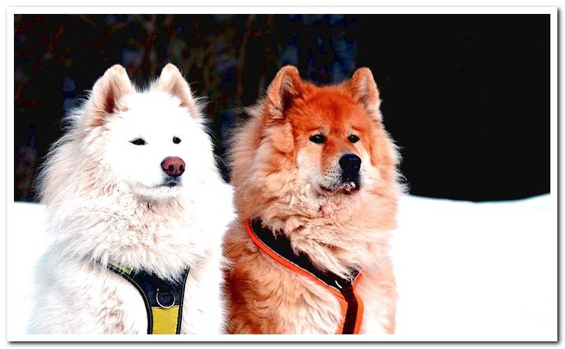 couple-of-samoyed-in-the-snow
