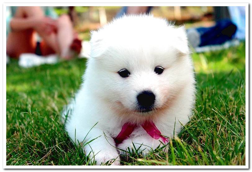 Samoyed-puppy