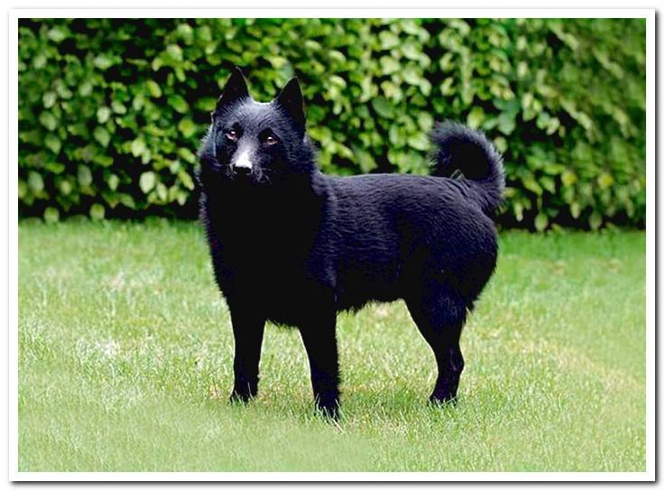 Schipperke