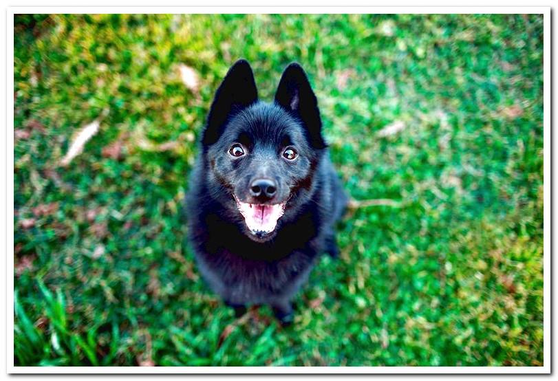 dog-schipperke-sitting-on-the-grass