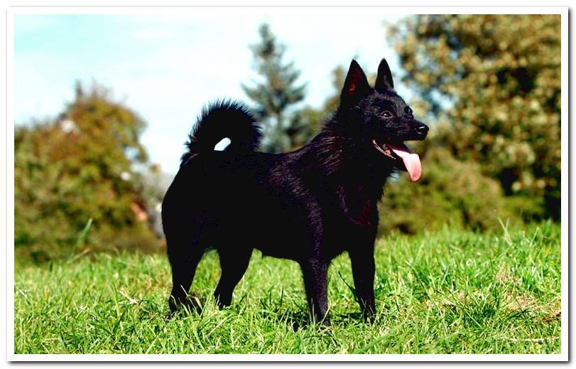 Schipperke-enjoying-a-walk-through-the-field