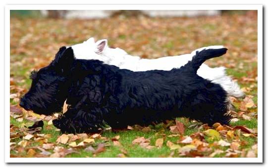 Scottish terrier adult1