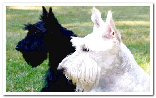 Scottish terrier adult2