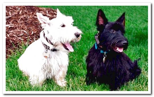 Scottish terrier dogs