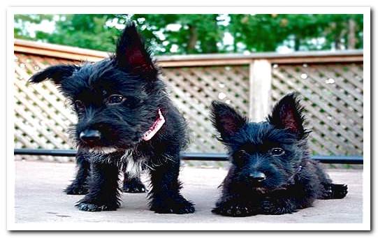 Scottish terrier puppy2