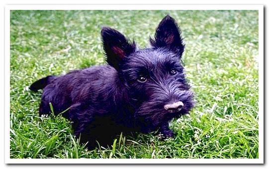 Scottish terrier puppy3