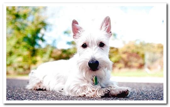 Scottish terrier white puppy