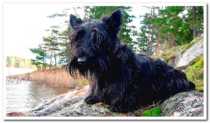 Scottish terrier