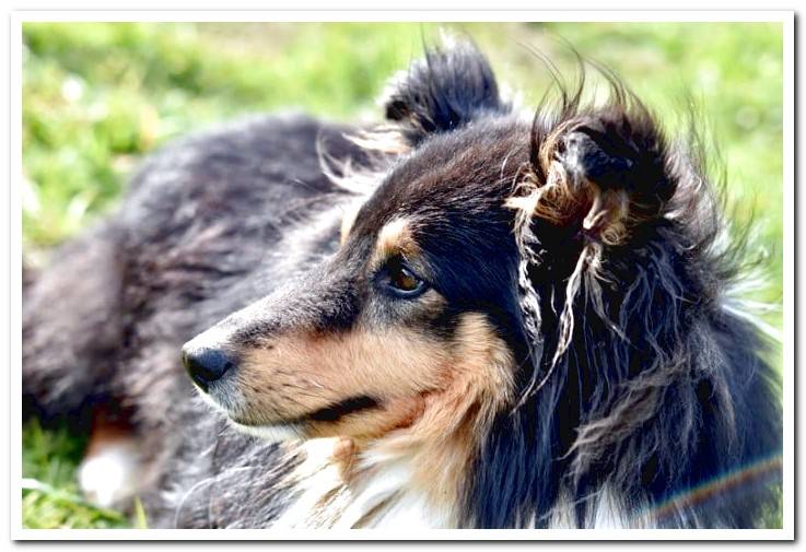 Shetland-Shepherd