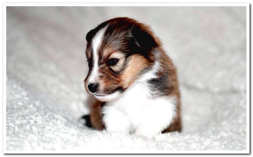 Shetland-Shepherd-puppy