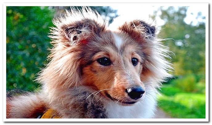 Shetland Sheepdog