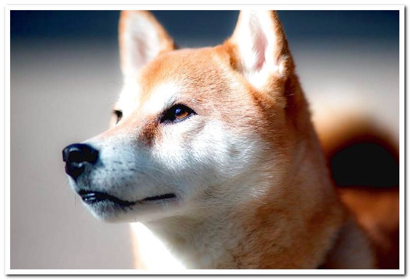 Shiba Inu