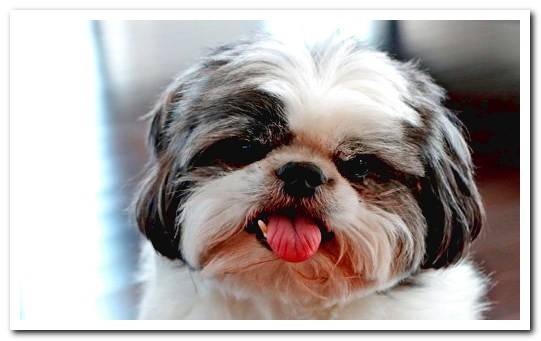 Shih Tzu with the tongue out