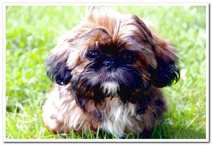 dog-of-breed-Shih-Tzu