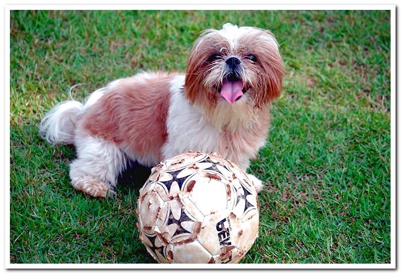 Shih-Tzu-playing-with-a-ball