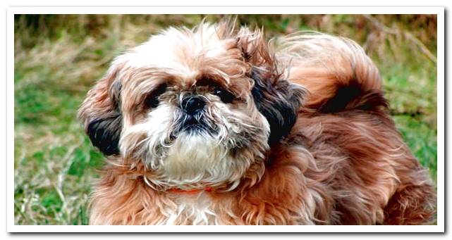 Shih Tzu