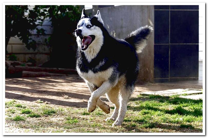 Siberian Husky