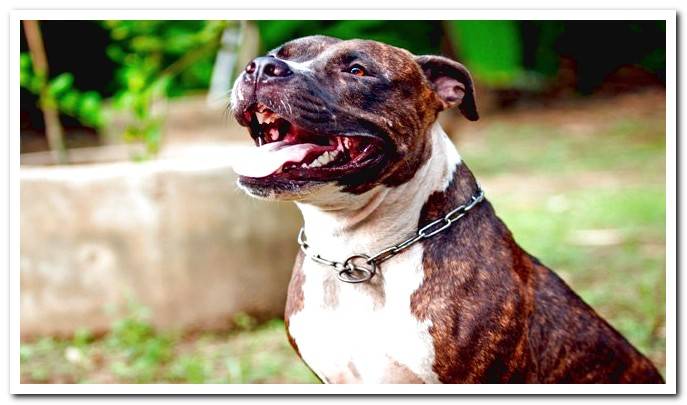 pit bull dog sitting to order