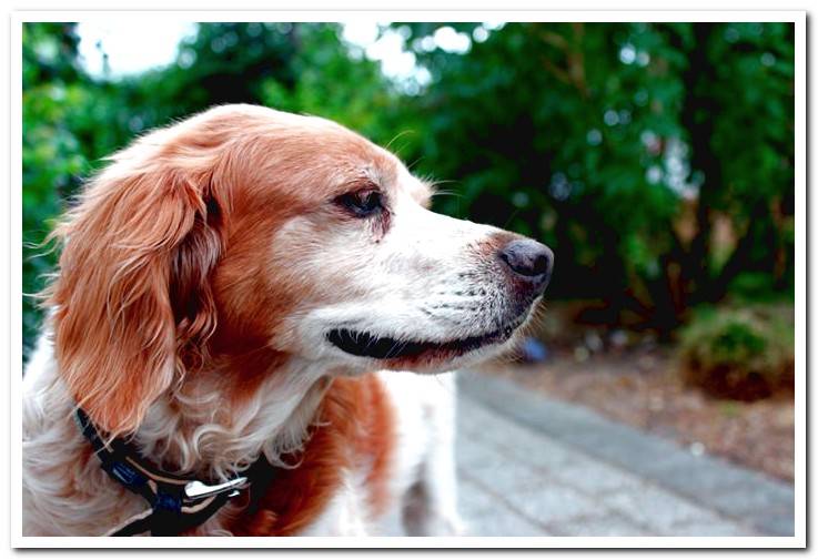 Dog-Breton-Spanish