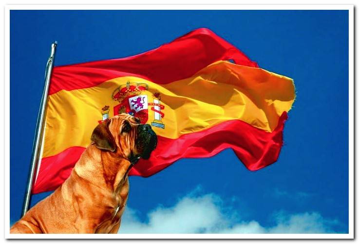 Spanish-dog-breeds