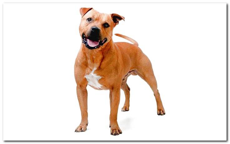 dog-staffordshire-bull-terrier