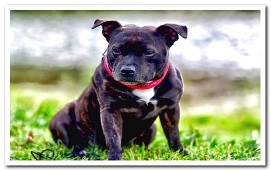 Staffordshire Bull Terrier dog