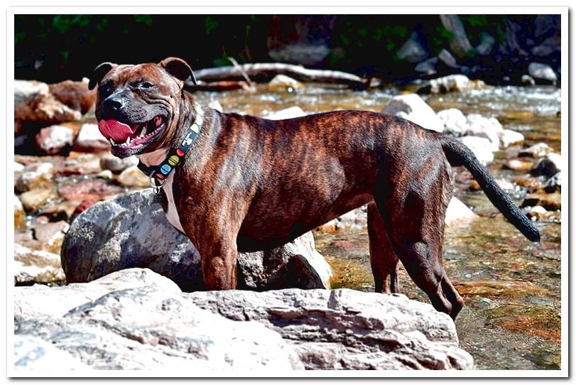 Staffordshire-bull-terrier-playing-in-the-river